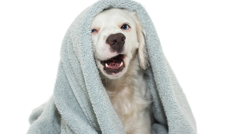 Winter Wellness: How to Feel Your Best This Season