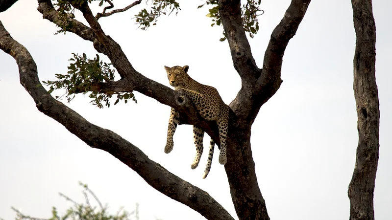 Kruger National Park by Road: Dust, Beasts, and a Long Way Back to Joburg