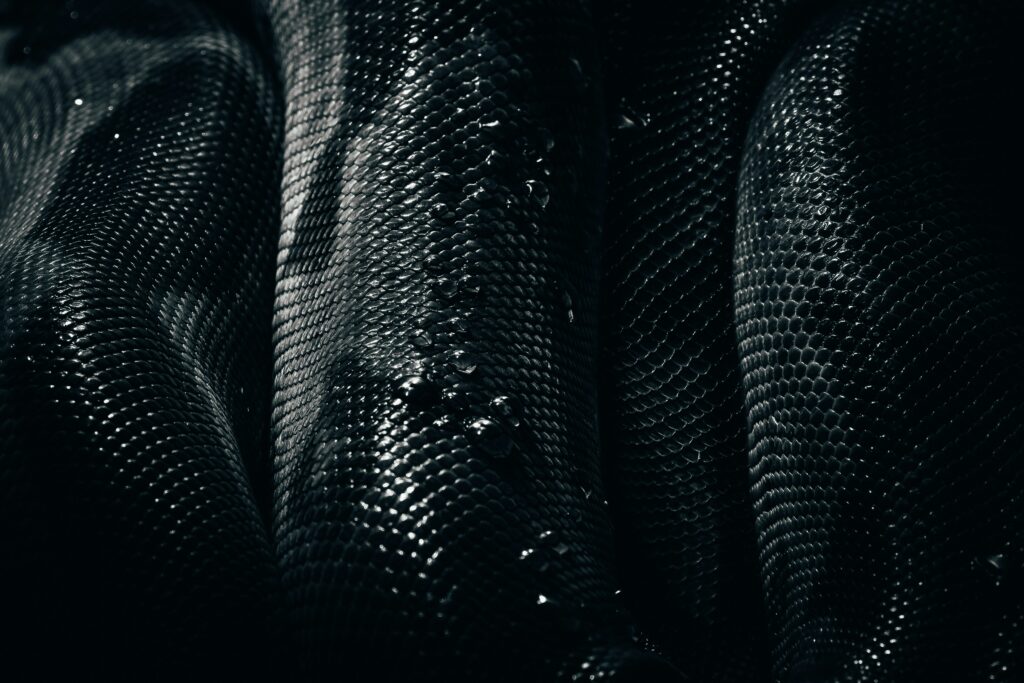 Snake skin in black and white