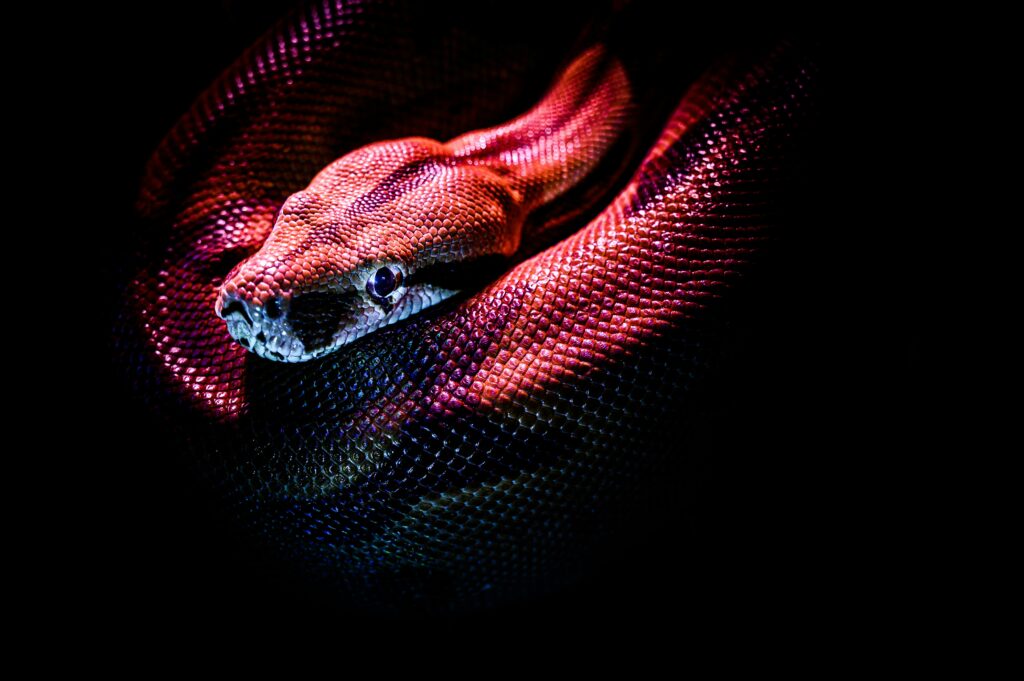 Neon up close image of a python